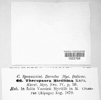 Thekopsora myrtillina image